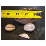 Cowrie Shell Collection including Large Tiger Cowrie and Smaller Shells - Large is 3"