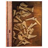 Small Shark Teeth in Decorative Wooden Box