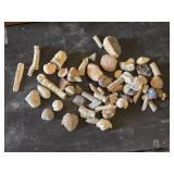 Collection of Fossils and Fossilized Shells
