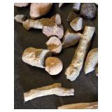 Collection of Fossils and Fossilized Shells