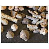 Collection of Fossils and Fossilized Shells
