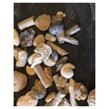 Collection of Fossils and Fossilized Shells