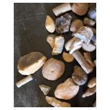 Collection of Fossils and Fossilized Shells