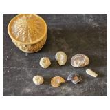 Fossil Collection including Ammonites, Corals, and Decorative Box