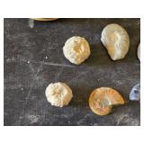 Fossil Collection including Ammonites, Corals, and Decorative Box