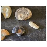 Fossil Collection including Ammonites, Corals, and Decorative Box