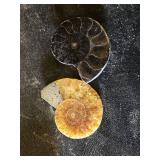 Fossil Collection including Ammonites, Corals, and Decorative Box