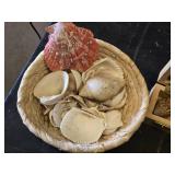 Collection of Seashells in Decorative Wooden Boxes