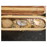 Collection of Seashells in Decorative Wooden Boxes