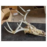 Deer Skull with Antlers