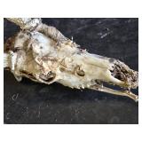 Deer Skull with Antlers