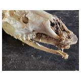 Deer Skull with Antlers