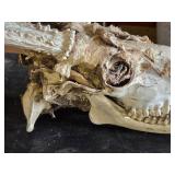 Deer Skull with Antlers