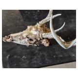 Deer Skull with Antlers