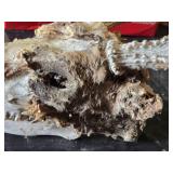 Deer Skull with Antlers