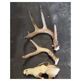 Animal Skull and Antlers