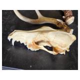 Animal Skull and Antlers