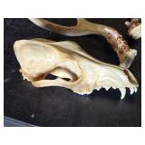 Animal Skull and Antlers