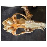 Animal Skull and Antlers