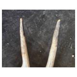 Animal Skull and Antlers