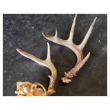 Animal Skull and Antlers