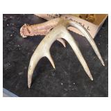 Animal Skull and Antlers
