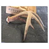 Animal Skull and Antlers