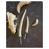 Animal Bones and Teeth Including Skulls and Claws