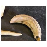 Animal Bones and Teeth Including Skulls and Claws