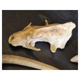 Animal Bones and Teeth Including Skulls and Claws