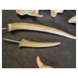 Animal Bones and Teeth Including Skulls and Claws