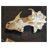 Animal Bones and Teeth Including Skulls and Claws