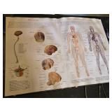 Wall Chart of Human Anatomy and Vintage Medical Instruments