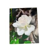 Printed Canvas on Wood Frame - Botanical Flower Art Prints (Lot of 2)