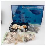 Framed Ocean Scene Print & Seashells (Assorted)
