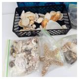 Framed Ocean Scene Print & Seashells (Assorted)