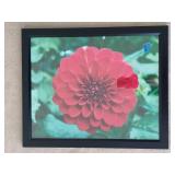 Two 18 x 22" Floral Framed Photos