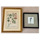 Two Floral Artworks - "Roses" by Johann Weinmann and Iris Print