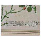 Two Floral Artworks - "Roses" by Johann Weinmann and Iris Print