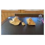 (3) Sea shells
