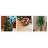plants