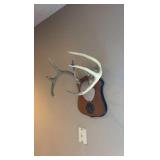 8-point deer rack / antlers