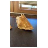(3) Sea shells