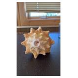 (3) Sea shells