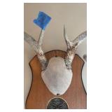 8-point deer rack / antlers