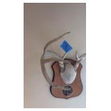 8-point deer rack / antlers