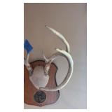 8-point deer rack / antlers