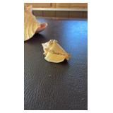 (3) Sea shells