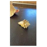 (3) Sea shells
