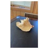 (3) Sea shells